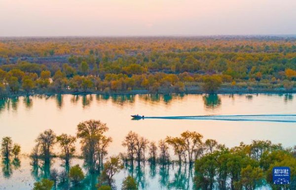 贝贝查 新疆：沙漠胡杨入画来